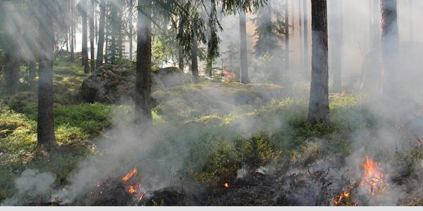 Risque de feux de forêts en Ille-et-Vilaine